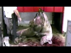 From Factory Farm to Fridge: An Inside Look at Industrial Meat/Dairy Production