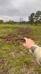 Hogs came to our backyard | Shirtless Jake's Homestead