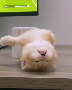 2.3K views · 68 reactions | Mood d'un dimanche parfait  | Spartoo | Facebook