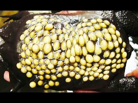 Trypophobia Lovers; Meet the Surinam Toad