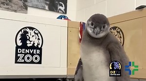 We’re delighted to share that on March 10, African penguin parents Roast Beef and Empanada welcomed a chick into the world! This little one is currently being hand reared by our bird team behind the scenes of Pinnacol African Penguin Point, and it will be several weeks before this baby fledges and is visible to guests. While a DNA test is needed to determine the sex of this fluffy new addition, keepers report that the chick is growing well, is calm and curious and is very friendly with people! S