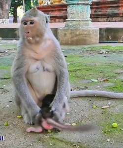 MoMo Cry For More Milk Because MoMo is a baby monkey born a few days ago, the baby of Malika #Monkeyvideos | Monkey Smile
