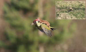 Woodpecker pictured in flight with small mammal hitching on its back