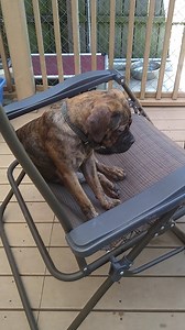 3.6K views · 152 reactions | Adoptables Stanley, Mila, and Ziva as well as Andie, our female Pretty in Pink puppy will be available for meet and greets with approved adopters this Saturday in Avon OH. Please email rotndogz1@yahoo.com if you are interested in any of these 4 cuties! | R.E.A.L. Rottweiler Rescue | Facebook