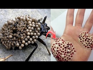 10 Most Dangerous Insects In The World