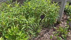 1.8K views · 27 reactions | Did you know there are over a dozen glycol tubes buried 520 feet deep underneath Frick Park? This week we uncover the secrets of the Frick Environmental Center on Yinzer Backstage Pass. | NEXTpittsburgh | Facebook