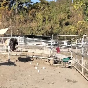 Amazing! Ostrich cake made from giant eggs #ak | RoberthFilms