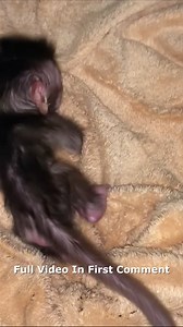 78K views · 1.4K reactions | NEWBORN MONKEY CRIES NONSTOP LIKE HE'S SCARED OF EACH DROP Full video in first comment | Cute Monkey | Facebook