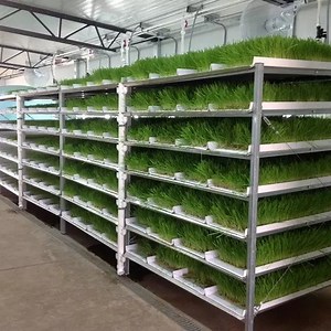 [Hot Item] Searea Hydroponics Farm Fodder Channel Gutter Tray Hydroponic Fodder Channel Gutter Trays Growing System