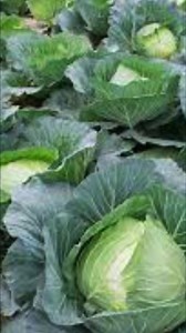 Farmers Corner | Lesotho Vegetables Market Report | Lesotho Tribune