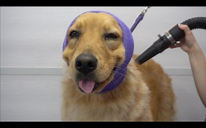 383K views · 10K reactions | This dog smiles throughout her entire groom | Girl With The Dogs | Facebook