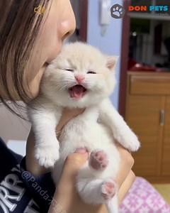 1.1M views · 10K reactions | Who can resist this sweet 'meow' sound?  | Don Pets | Facebook