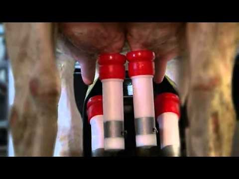 How does the Lely Astronaut Milking Robot work?