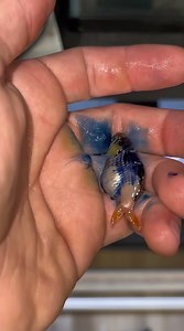 My goldfish got injured on the water slide – recovery story