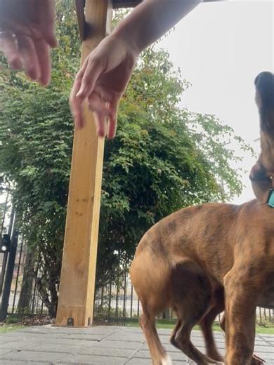 Rocket Dog Rescue on Reels