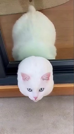 Toothpaste Cat 🐱🧴