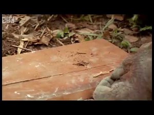 Dumbass orangutan doesn't know how to fucking hammer a nail stupid idiot