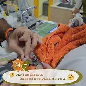 Alvina does not love pedicures. But this Dremel Burr is painless and MUCH faster and effective than an old-fashioned nail-clipper. #dkc #dkcvet #dubaiveterinary #animalvet #24hrvet #petwellnessdubai #dkcveterinaryclinic #dubaipethealth #veterinarycaredubai #petmedical #dubaipetservices #dkcclinic #petcare247 #dubaianimalcare #dubaipetvet #petvet #veterinary #petveterinary #dubaicats #dubaidogs #budgies #cockatiel #exoticpets #exoticpetsofinstagram #petsexoticos | Dubai Kennels & Cattery and DKC 