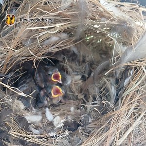 18K views · 781 reactions | EP.10 Old World sparrows Bird Find locust food for her chicks to eat in the nest | Review Bird Nest | Facebook