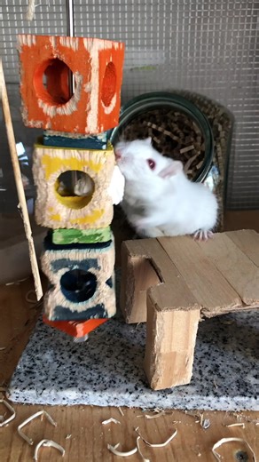 My gerbils Cream and Sugar on TikTok