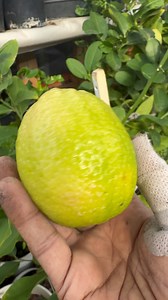 5.3K views · 64 reactions | আমার এড়িয়াতে আর সময় নেই, ঠান্ডা দোড় গোড়ায়।শখের গাছপালা শেল্টারে নিতে হচ্ছে। #gardening #gardeninspiration #tips | Backyard Grower | Facebook