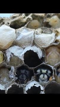 Inside a wasp nest