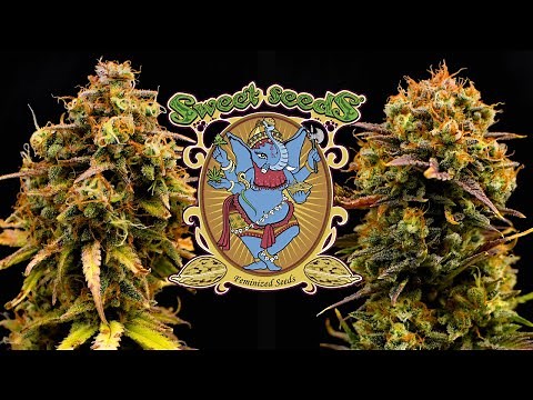 Jet Fuel Mandarine XL Auto | Full Grow Diary (77 Days)