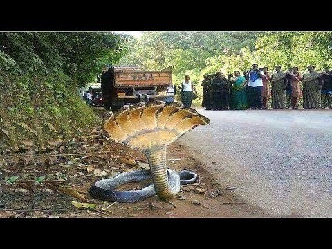 10 Most Abnormal Animals In The World!