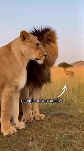 Kung Fu Whuppabitch! Watch your eyes champ 😂 Video credit: Tropland Universe by Josh #fypシ #frontpage #explore #trending #animalvoiceover | Comedian Bert Cornielius