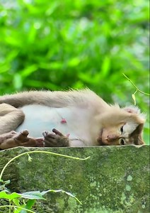 Monkey Ashly is a older pregnant women! we are waiting to see her fist baby monkey because she's never has baby before... | Monkey New