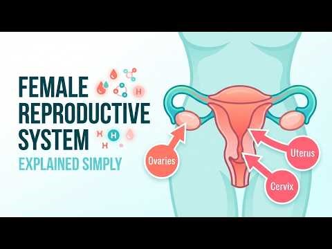 Female Reproductive System Explained Simply | Ovaries, Uterus, Cervix + Hormones
