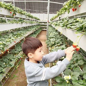 [Hot Item] Hydroponics System Tomato Cucumber Strawberry Growing PVC Gutter Pipe