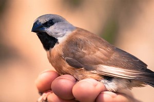 291 reactions · 132 shares | Extinction is forever. Adani's mine never ✊ | Australian Conservation Foundation | Facebook