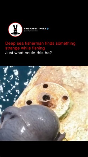 Deep sea fisherman finds something strange while fishing Just what could this be | The Rabbit Hole