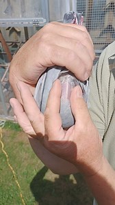 3.2K views · 36 reactions | European Pigeon Website on Reels | Facebook