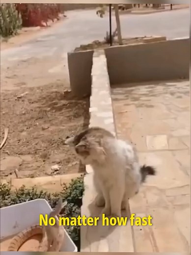 Cat vs Snake: The Reflexes That Save the Day