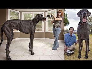 10 Biggest Dog Breeds in the World