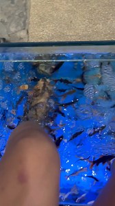 Love this! 🐟So fun! 🐟 They so tickling me! 🤣