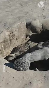 Baby elephant rescued after getting stuck in a hole | Handy Panda