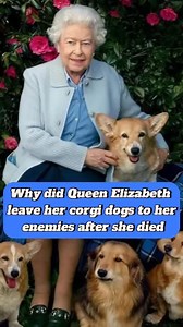 64K views · 1.8K reactions | Why did Queen Elizabeth leave her corgi dogs to her enemies after she died#celebrities #fypシ゚viral #foryou #britain #princess #prince #famous | Chelsea Greg | Facebook