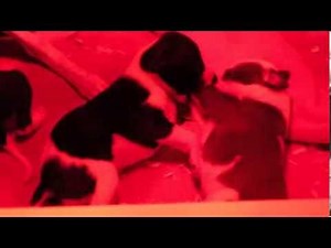 puppy update and heat lamp tip
