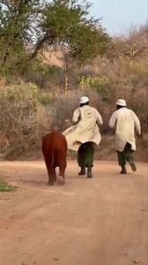 16K views · 173 reactions | Visit Zimbabwe "I love the tourism industry and have a deep affection for animals. In many ways, I feel that animals are better than humans. Let me share a story to explain why. You can scold a dog, and after an hour, it will still come back to you with love. However, if you upset a person, they might avoid you for weeks or even months. This is one of the reasons I love animals so much." . | Discover Zimbabwe | Facebook