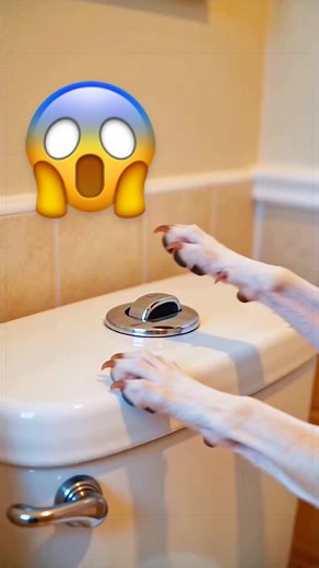 Baxter think he human 😳 #fyp #viral #trending #foryoupage #funny | baxter