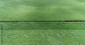Inland sugar cane cultivation in São Paulo, Brazil. Aerials with drone in 4k.