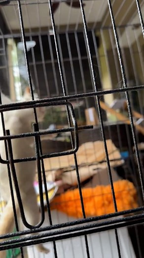 #mimint Positive Parvo | Mint Gemuk