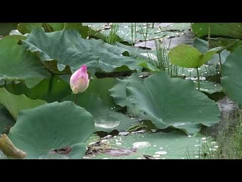 🌧️ Raindrops on Umbrella in a Lotus Field | Birds & Insects Singing in the Rain 🌸🕊️🪲