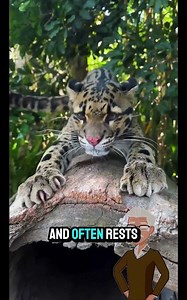 Clouded Leopard Facts Rare Big Cat of Asian Jungles Wildlife Documentary