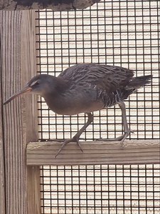 1.5K views · 74 reactions | ✨ **Back to the Wild: Clapper Rail...