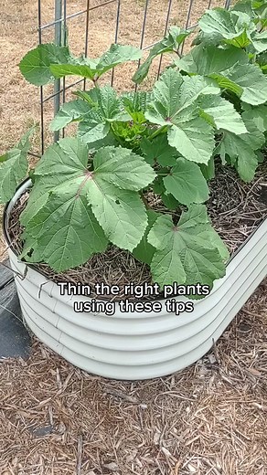 2.5K views · 20 reactions | Most seed packets recommend sowing a couple of seeds per hole, depending on germination rates. Thinning them out is the next process, use these tips to keep the best plants for the best possible yield! | Vego Garden | Facebook