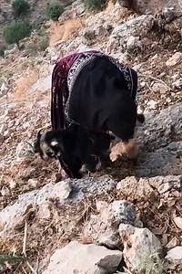 44K views · 161 reactions | Nomad-Woman rescues goat from mountain | Landac Corner | Facebook